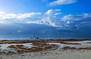 Picturesque coast Diani