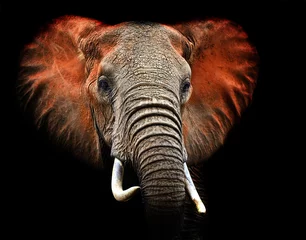 Papier Peint photo Lavable Éléphant Éléphants de Tsavo