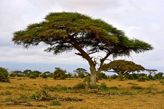 African tree in the savannah