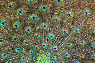 Fototapeta premium Peacock portrait yzyaschnoho