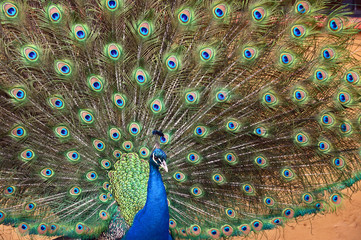 Obraz premium Peacock portrait yzyaschnoho