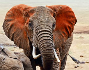 Naklejka na ściany i meble Elephants of Tsavo