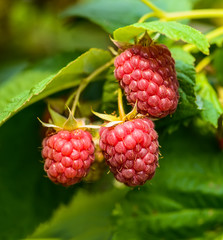 Berries fragrant raspberry