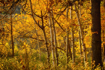 Autumn Gold Forest
