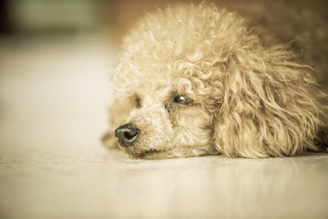 poodle dog lay on the marble floor with old tone