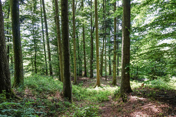 Fototapeta premium Wald Sommer Österreich Laubwald