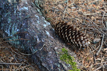 Растения,лес,деревья