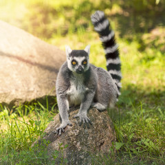 ring tailed lemur sitting on the rock