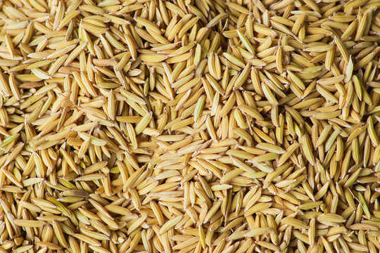 Closeup brown paddy rice
