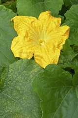 Flower pumpkin