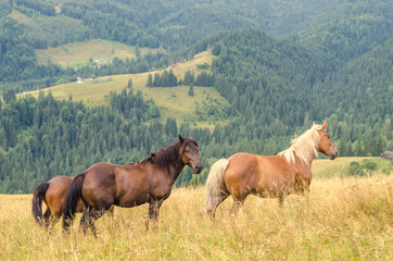 Wild horses in the Carpathians, Ukraine Carpathian landscape.