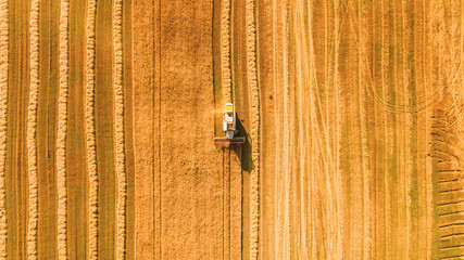 Harvester machine working in field . Combine harvester agriculture machine harvesting golden ripe wheat field. Agriculture. Aerial view. From above.