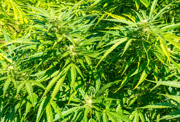 Marijuana (cannabis) plants before harvest time, closeup view