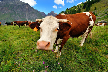 Fototapeta na wymiar Funny cow at alpien meadow
