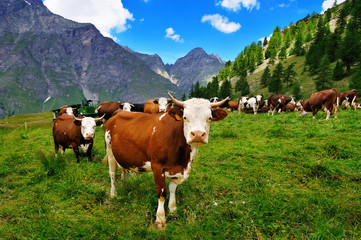 Fototapeta na wymiar cows on alpine pasture in Valle dAosta