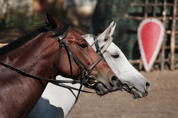 heads of two horses red and white suit