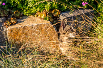 Little tabby tomcat hidden behind dry grass