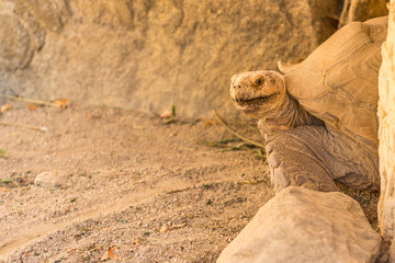 Obraz premium Old big turtle between the stones on the sand