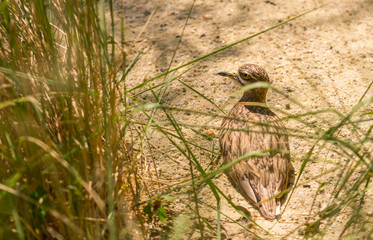 Small brown sandpiper water bird sitting on nest