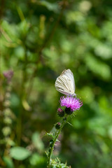 White butterfly on purple mountain flower