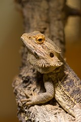 Streifenköpfige Bartagame / Bearded Dragon