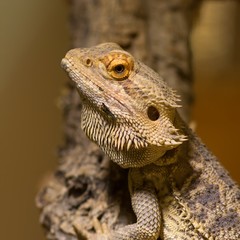 Streifenköpfige Bartagame / Bearded Dragon