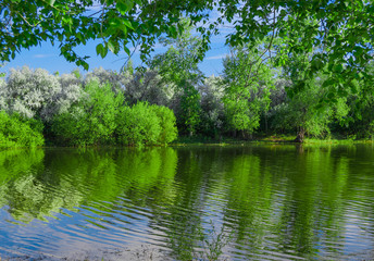 Fototapeta na wymiar Flowering apple trees by the lake.