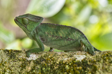 Camaleonte