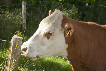 Fototapeta na wymiar big cow on a field on a sunny day