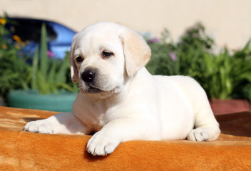 the little labrador puppy on an orange background