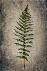 Fern leaf on grunge background