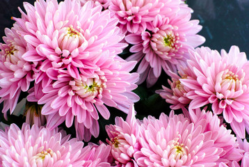 Bouquet of pink chrysanthemums - obrazy, fototapety, plakaty