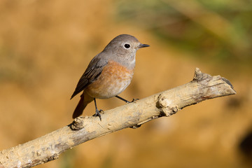 Hembra de colirrojo real, Phoenicurus Phoenicurus 