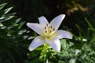 Beautiful white lily flowers