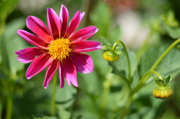 Pink Zinnia flower