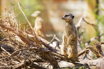 Naklejka na ściany i meble meerkat suricate