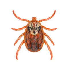 Lyme disease-carier Ixodes tick Dermacentor marginatus isolated on white background, dorsal view.