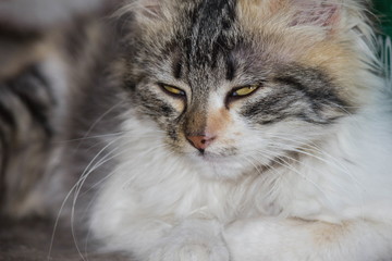 Beautiful angora kitten