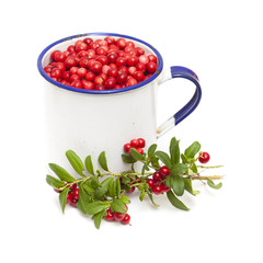 freshly picked lingonberries