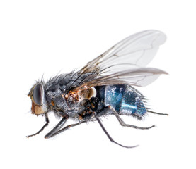 dead blue fly