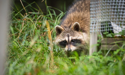 Raccoon (Procyon lotor(s) in the woods at a feeder.  Smart young animals playfully and shyly make an appearance from the woods.