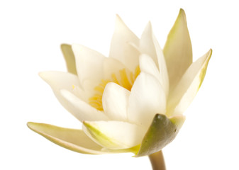 Pygmy Waterlily isolated