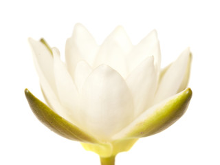 Pygmy Waterlily isolated