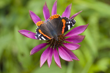 red admiral butterfly