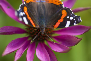 red admiral butterfly