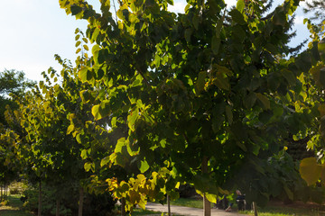 Fototapeta na wymiar city park early autumn. Trees, bushes, grass, lawn, sky, yellow leaves, texture, autumn background. 