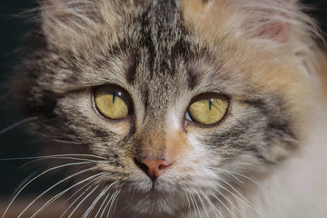 Beautiful angora kitten