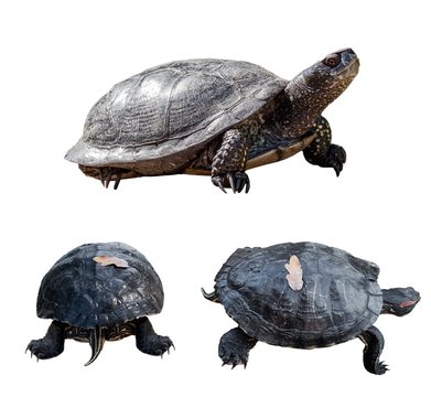 Set of turtles. turtles from different sides. isolated over white background.