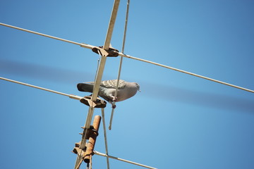 pigeon on antenna on blue sky