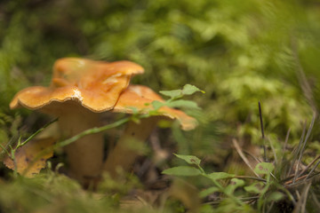 autumnal foraging background